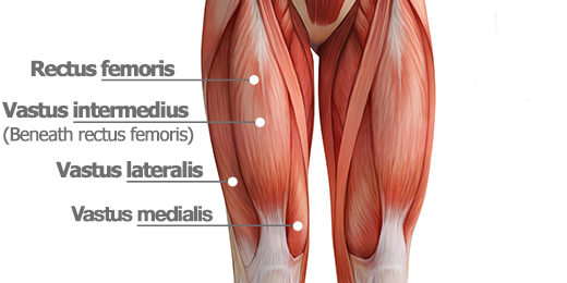 músculos dos quadríceps