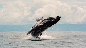 Uma baleia jubarte nadando nas águas de Islas Secas